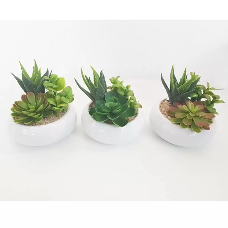 PIANTA GRASSA CON VASETTO FINTA (VARIE MISURE) - 3PZ