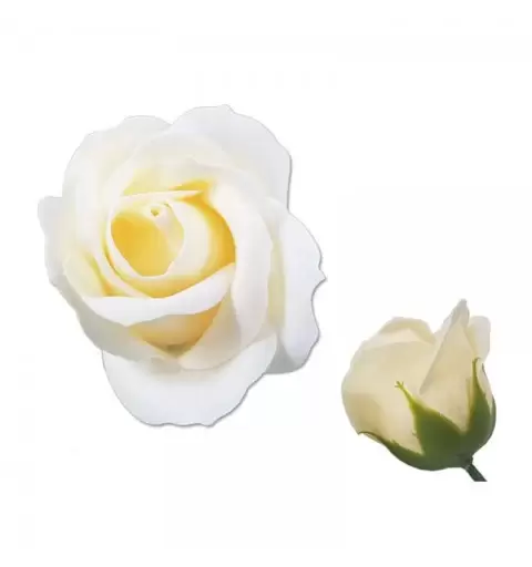 20 ROSE FINTE BIANCHE