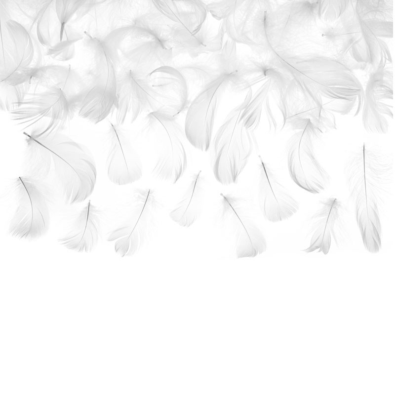 Piume decorative bianche misura ca. 5-8 cm