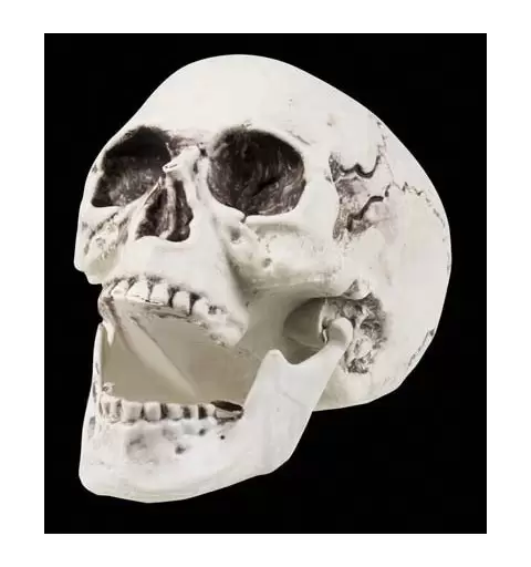 TESCHIO CON MANDIBOLA APRIBILE - ADDOBBI HALLOWEEN
