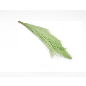 Pampas a ramo h 75 cm verde salvia FB2356 20