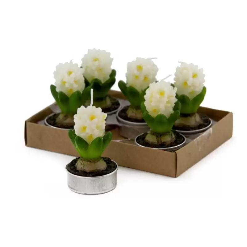CANDELA PIANTA GRASSA VASETTO VETRO 34059 6 PZ.
