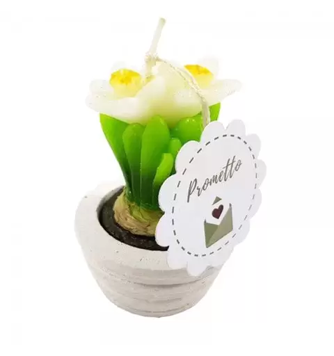 CANDELA NARCISO BIANCO CON VASETTO
