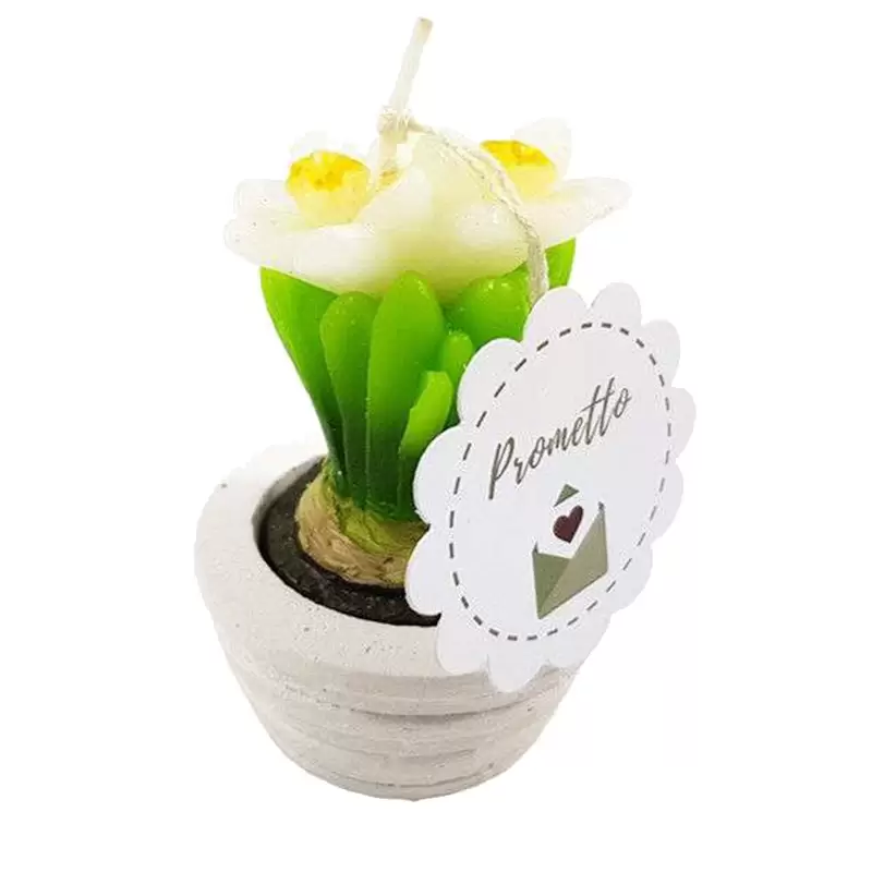 6 CANDELE NARCISO BIANCO CON VASETTO