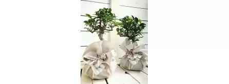Bomboniere Bonsai
