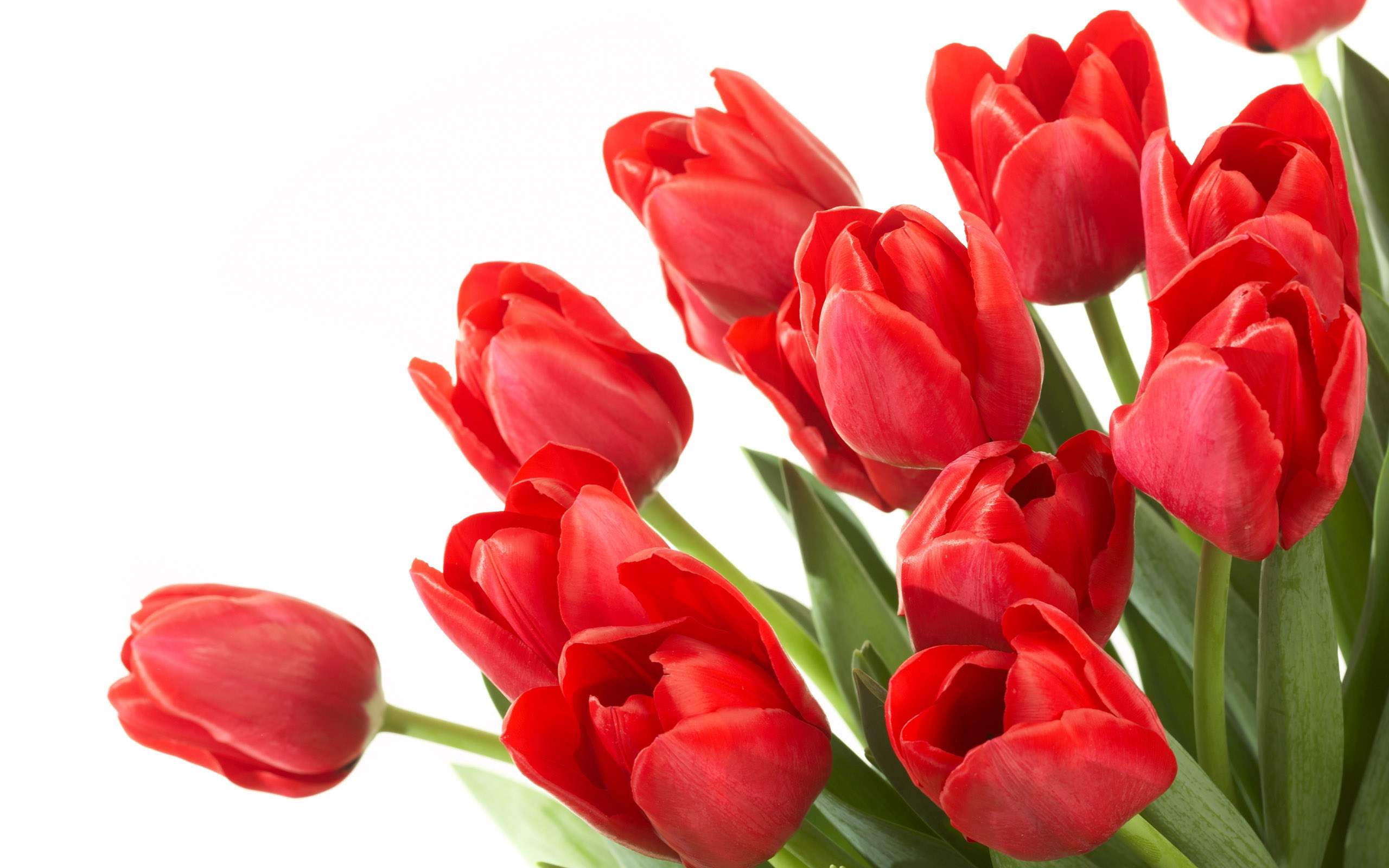 tulipani-san-valentino